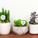Splosh Plant Message Times We Share