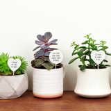 Splosh Plant Message Home