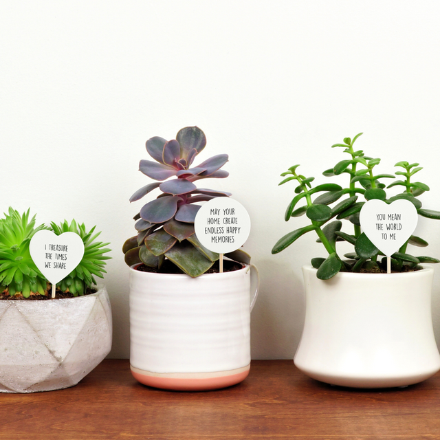 Splosh Plant Message Home